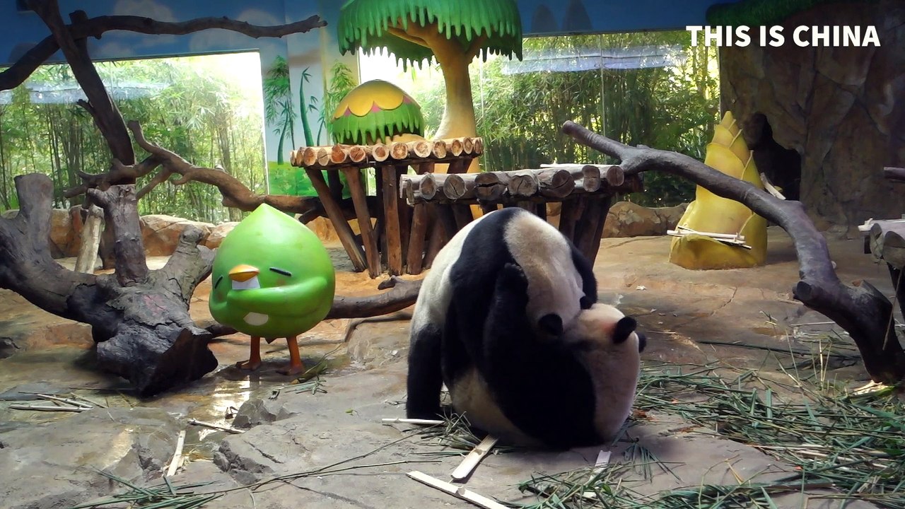 Hey Pandas! What Are You Fighting For?
