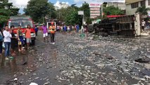 Truck spills thousands of fish sparking frantic scenes as locals try to collect them