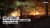 Forêt de Sénart : au moins 80 hectares ravagés par les flammes