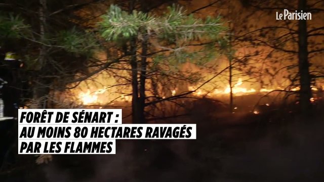 Forêt de Sénart : au moins 80 hectares ravagés par les flammes