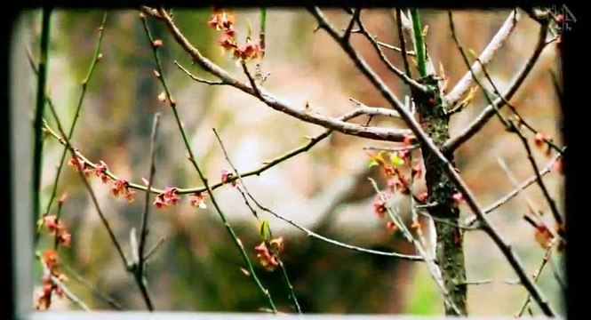 Grand Designs S14 - Ep09 Revisited - Monmouthshire Japanese... HD Watch