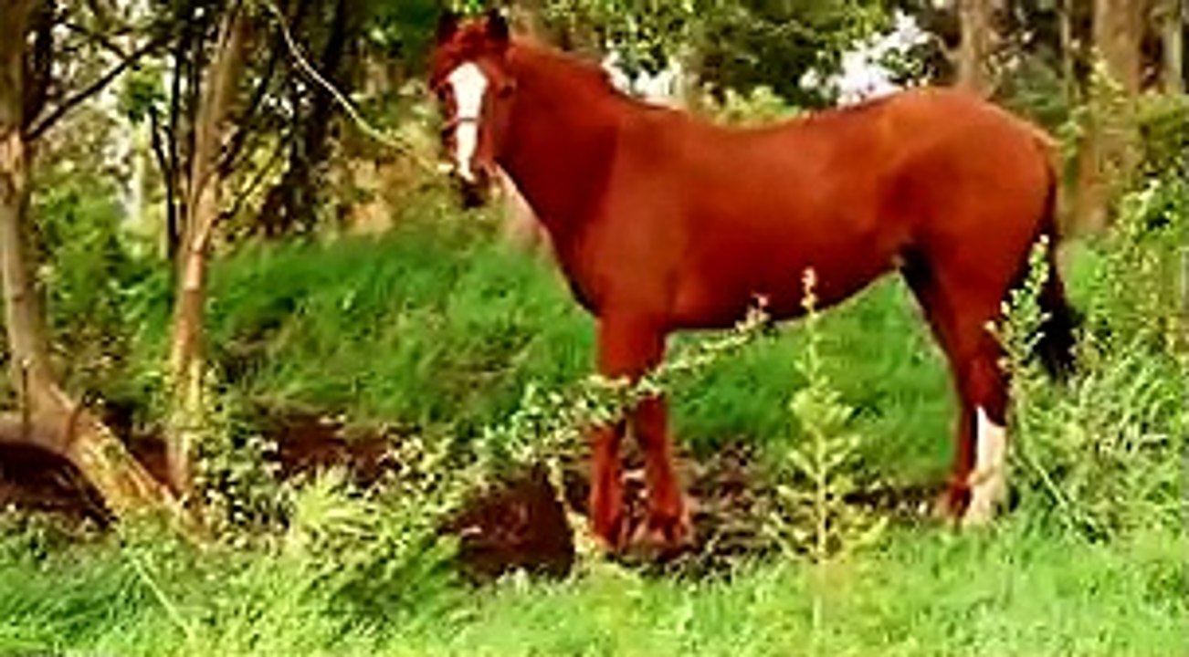 60 Seconds in Chiloe news
