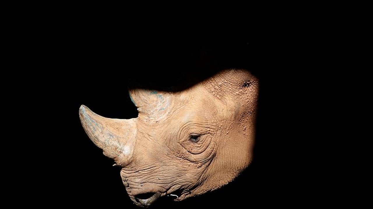 International conference to stop illegal wildlife trade kicks off in London