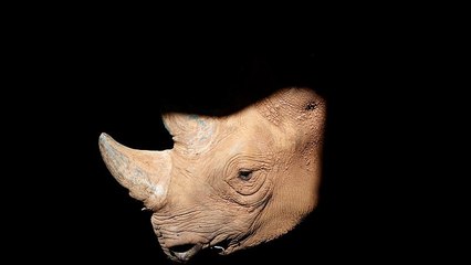 International conference to stop illegal wildlife trade kicks off in London