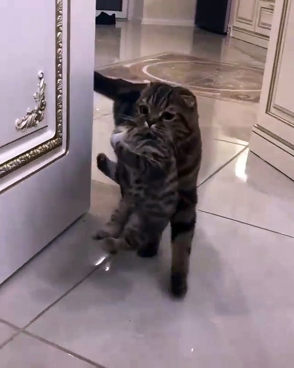 Mommy cat catch her daughter and move them to another room