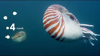Caméras espions chez les dauphins - bande annonce