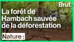 Allemagne : la forêt de Hambach sauvée de la déforestation