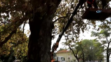 Atatürk'ün 400 Yaşındaki Çınar Ağacı Bakıma Alındı