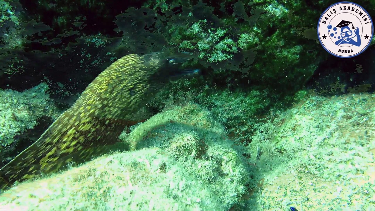 Marmariste Dalış - Dive in Marmaris With Bursa Dalış Akademisi