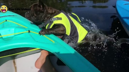 Top 50 Funniest  Moments _ Funny Videos Compilation