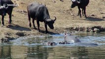Fearless hippo calf warns thirsty buffalo to stay clear of 'his' water