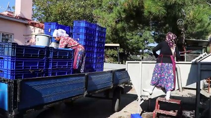 Kadınlar pekmez yapımına başladı - TEKİRDAĞ
