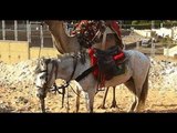 فيديو  حصان أصيل يرى الجمل صديقه بعد أن تركه مهراً