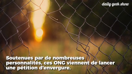 Pour interdire les élevages d'animaux en cage, 130 ONG lancent une gigantesque pétition européenne