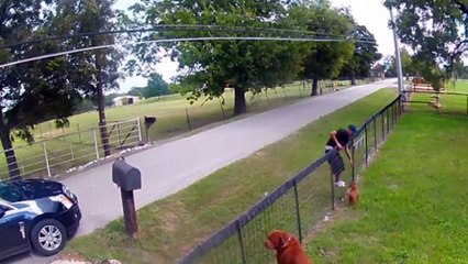 Un homme vole un chiot dans un jardin mais il n'a pas vu la caméra