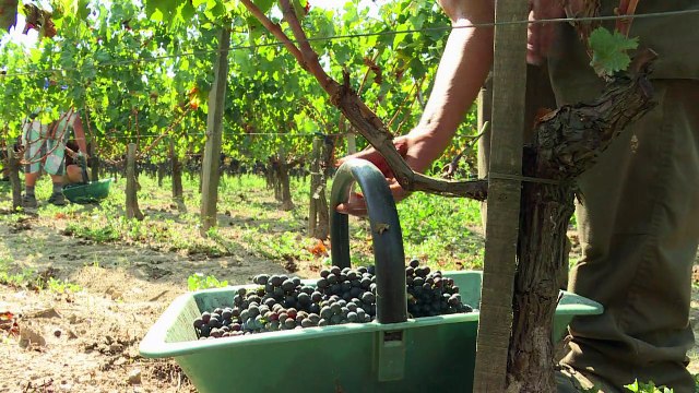 Stage dans château bordelais pour diplômés étrangers