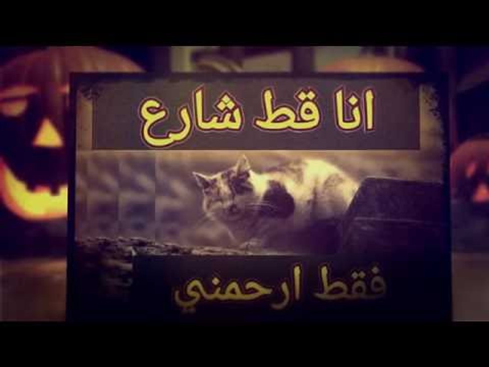 انا قطة  شارع