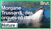 Interview Brut : Morgane Trussardi sur la protection des orques