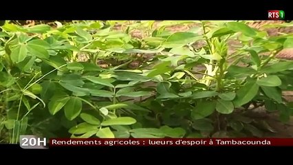 Rendements agricoles : lueurs d'espoir à Tambacounda