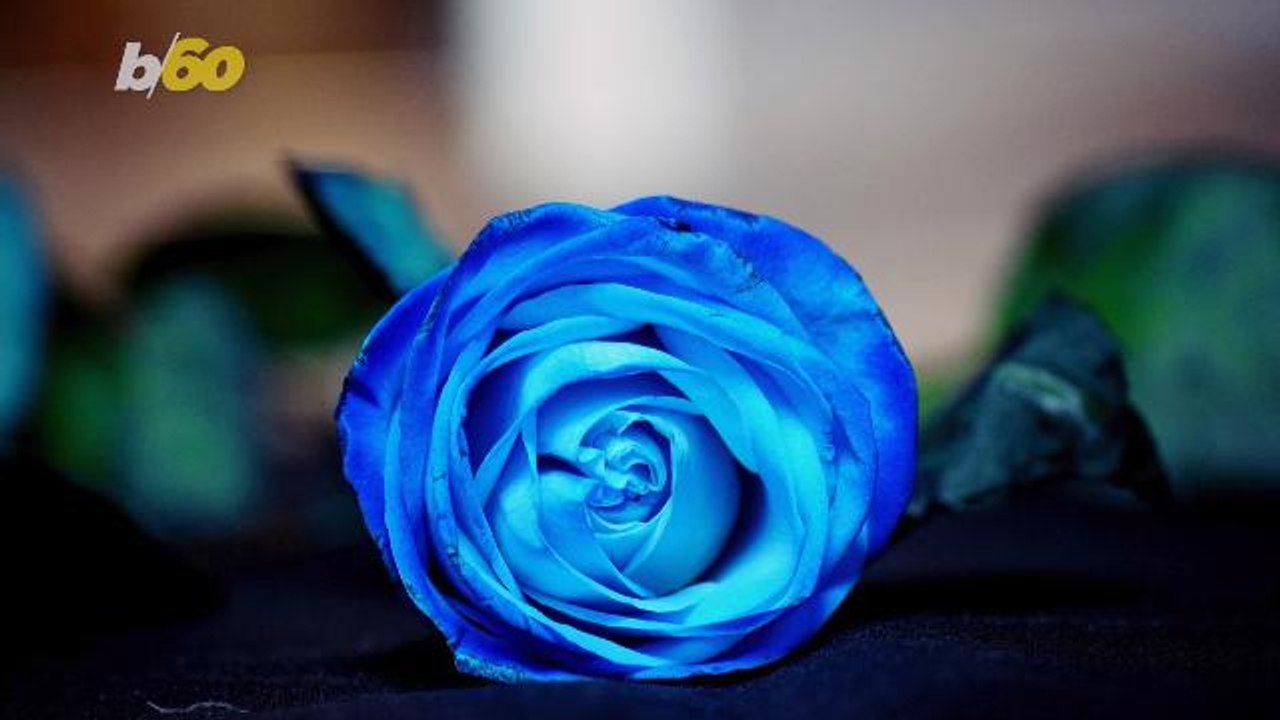 Roses are Red, Violets are Blue, Roses Could Co...