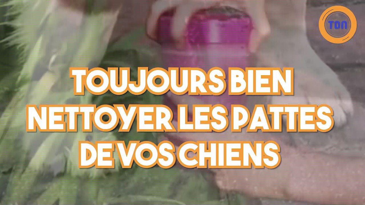 Un appareil pour nettoyer correctement les pattes de vos chiens Vidéo Dailymotion