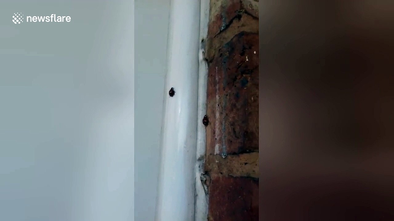 Ladybirds swarm around UK house seeking warmth for coming winter