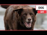 Obese Dog Shed Pounds through 'Doggy Fat Club'! | SWNS TV