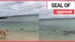 Adorable Dog and Seal Made Friends and Played in the Sea! | SWNS TV