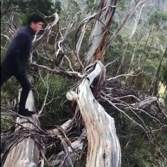 Guy Does Flip Over Log With Hands In Pocket