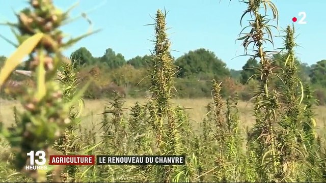 Agriculture : le chanvre fait son retour en France