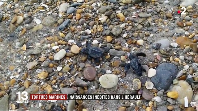 Hérault : naissance inédite de tortues marines