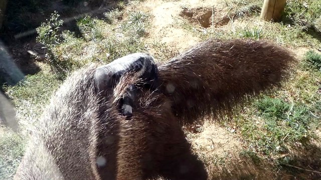 Un bébé Grand Fourmilier est né au Safari de Peaugres, dans la nuit du 3 au 4 octobre 2018