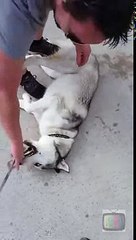 This husky didn't want to leave the park