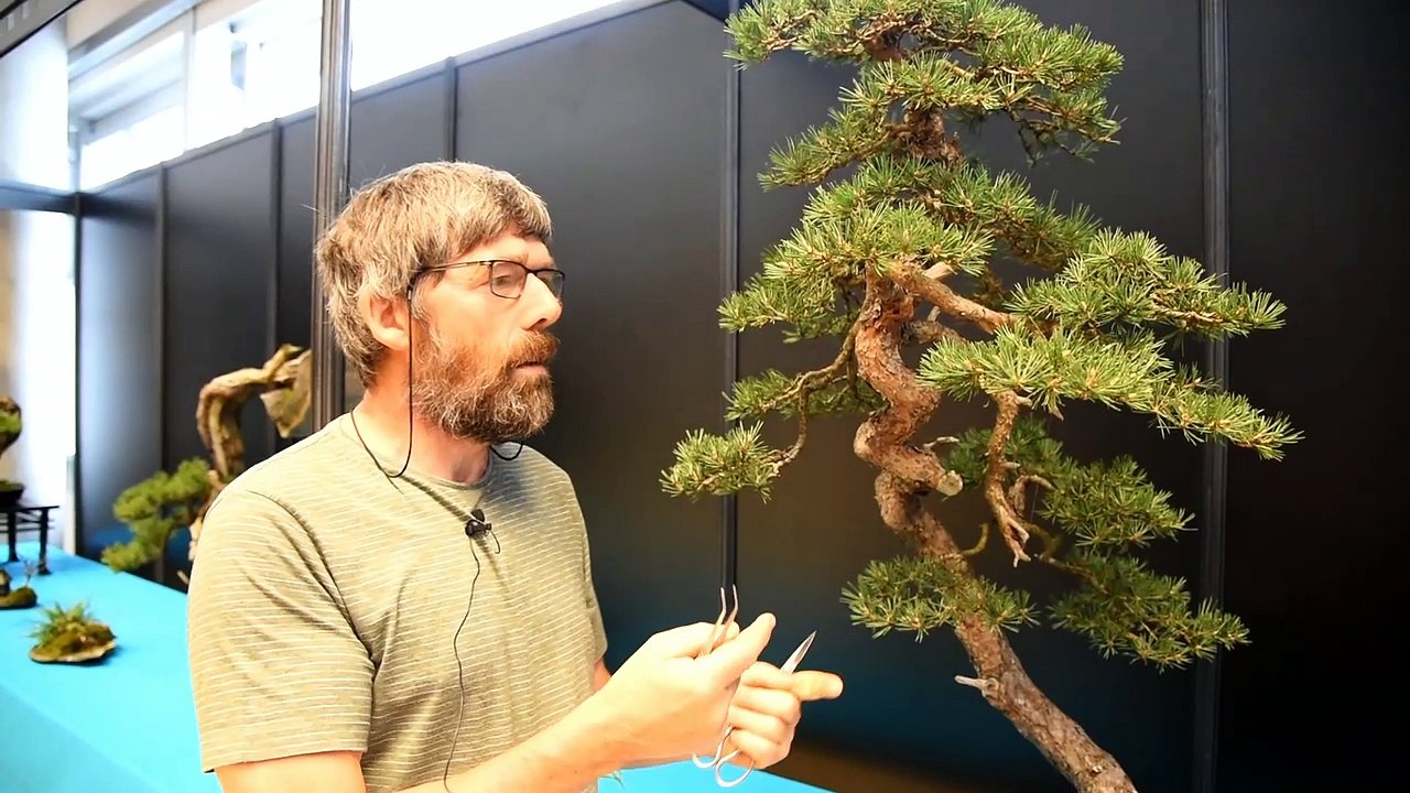 Mulhouse: un grand week-end autour de petits arbres