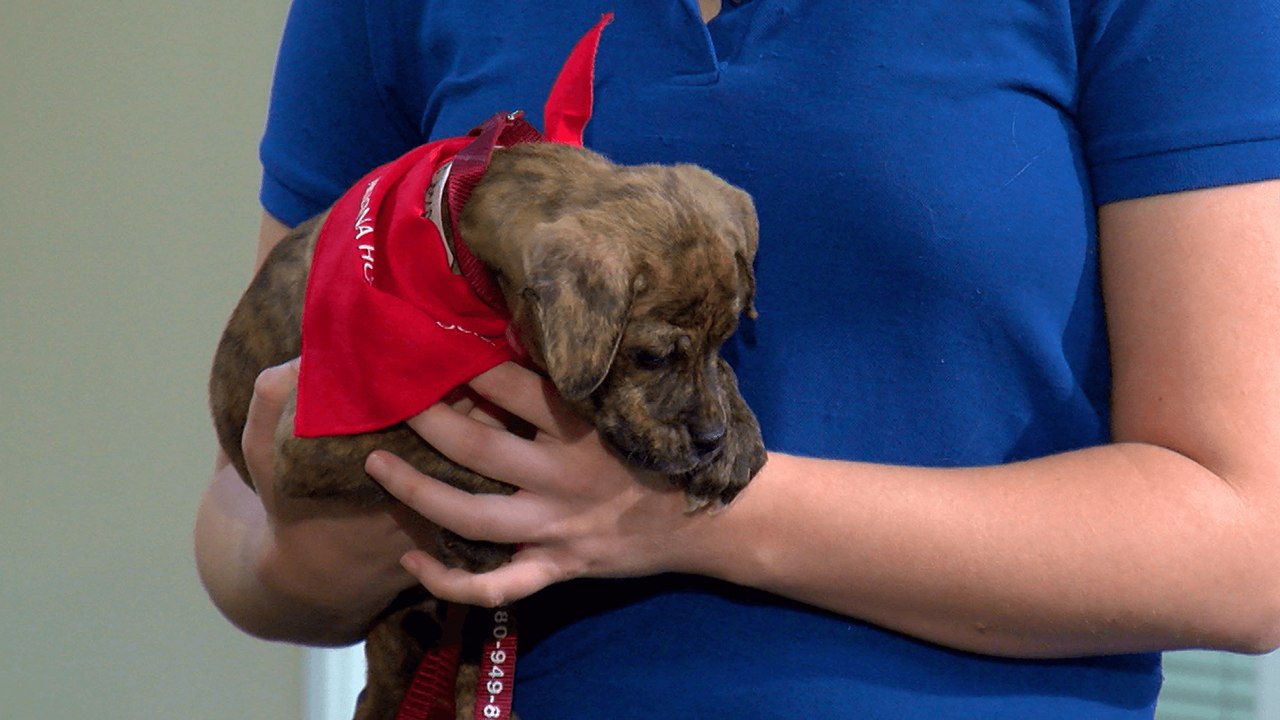 Celebrating Pit Bulls