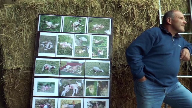 Hautes-Alpes : le nouveau référent pour le plan national d’action sur le loup face aux éleveurs ce jeudi dans le Dévoluy