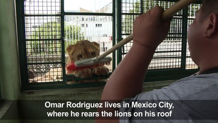 A man in Mexico City keeps lions as pets