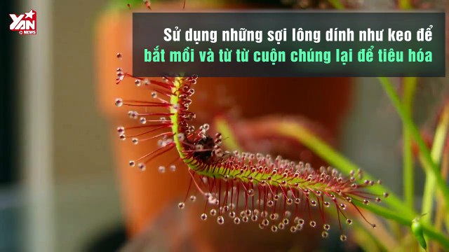 Thiên Nhiên Cận Cảnh: Thông tin về cây ăn thịt