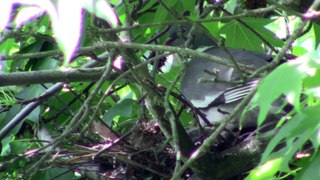 Pigeon ramier (palombe) sur son nid