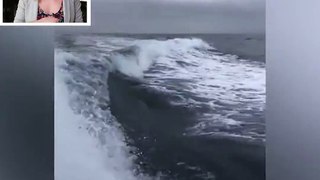 Three orca whales are CHASING a fishing boat! 