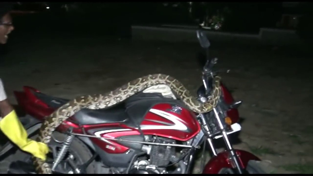 Il tente de capturer un serpent enorme qui s'est réfugié sur une moto