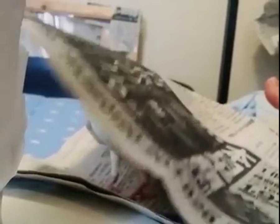 Cette petite perruche joue à cache-cache