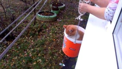 Tout les jours cette femme sort son chat de cette manière... Adorable