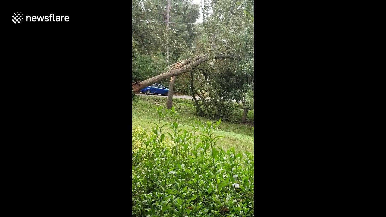 Moment tree snaps in half, tearing down power lines