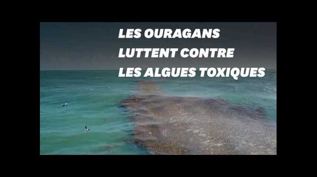 Les ouragans ont un effet positif sur l’environnement