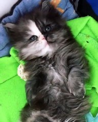 adorable cat is very tired