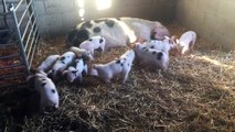 These piglets love playing in the fresh straw