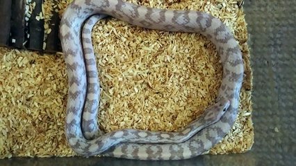 Snake Moving In Continuous Circle
