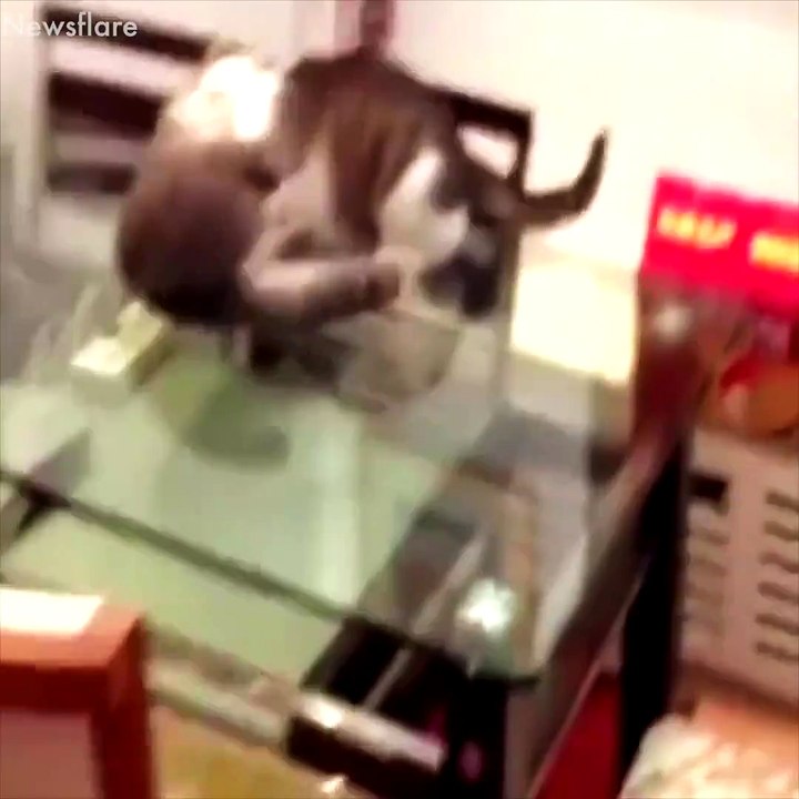 Cats are the funniest