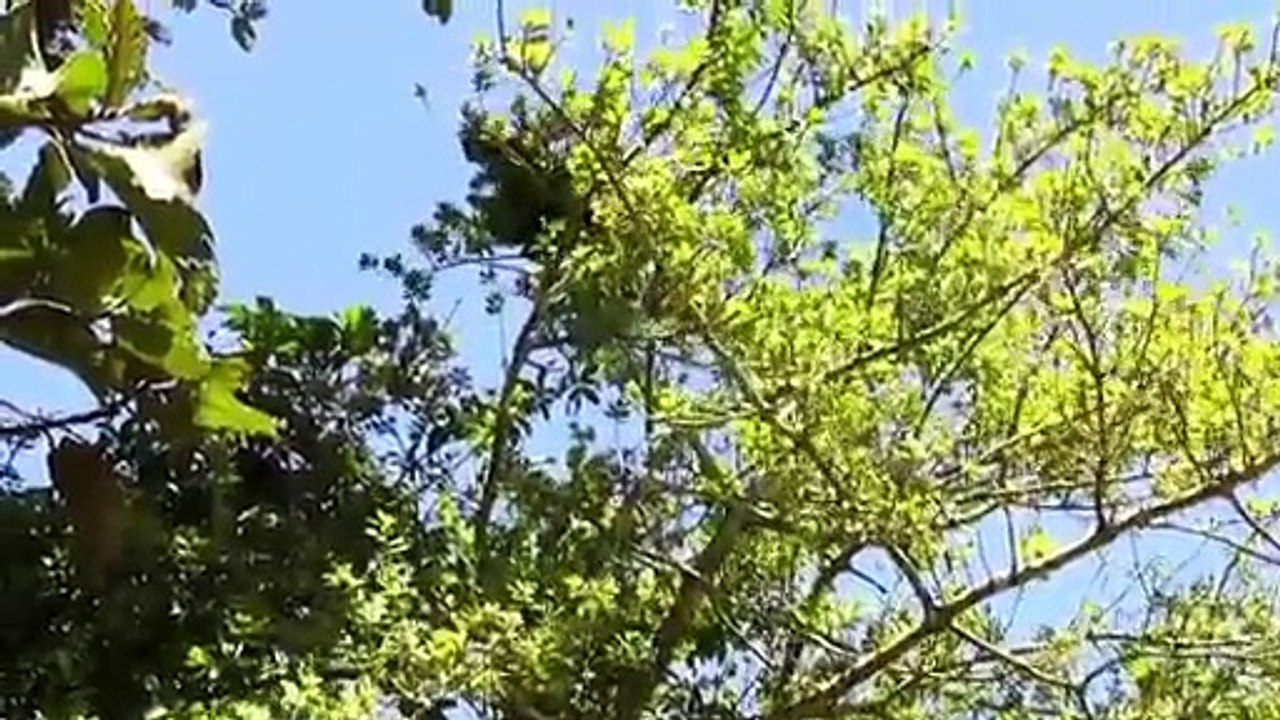 WATCH: MONKEY FIGHTS WITH SNAKE